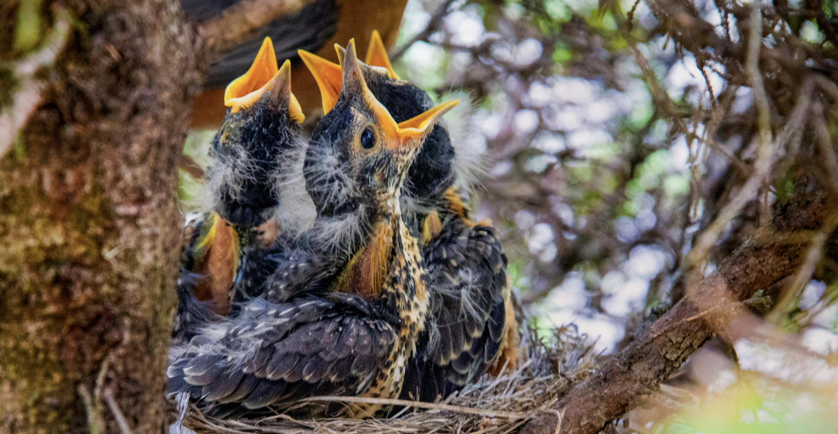 cute birds in nest