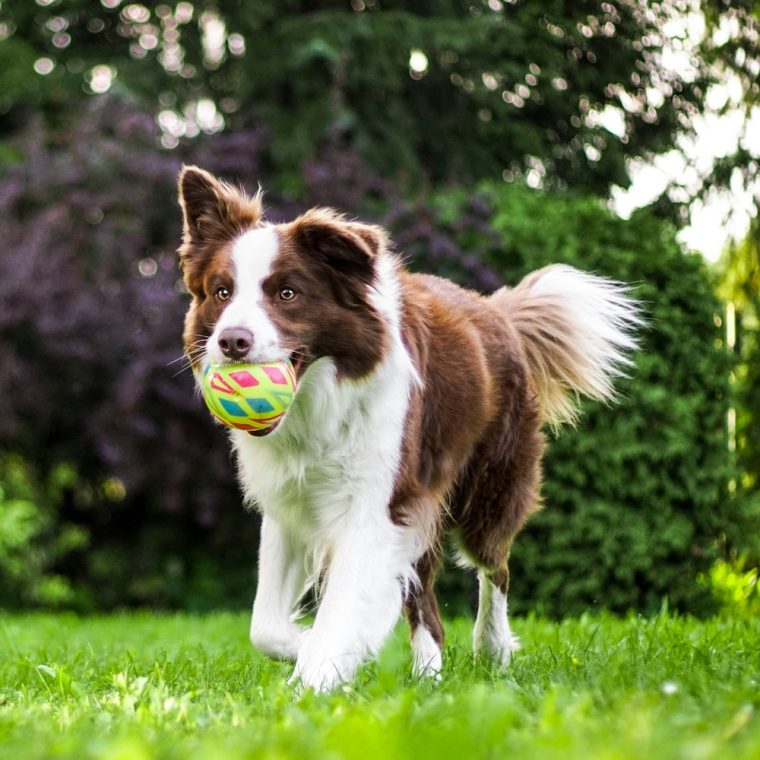 Dog Training