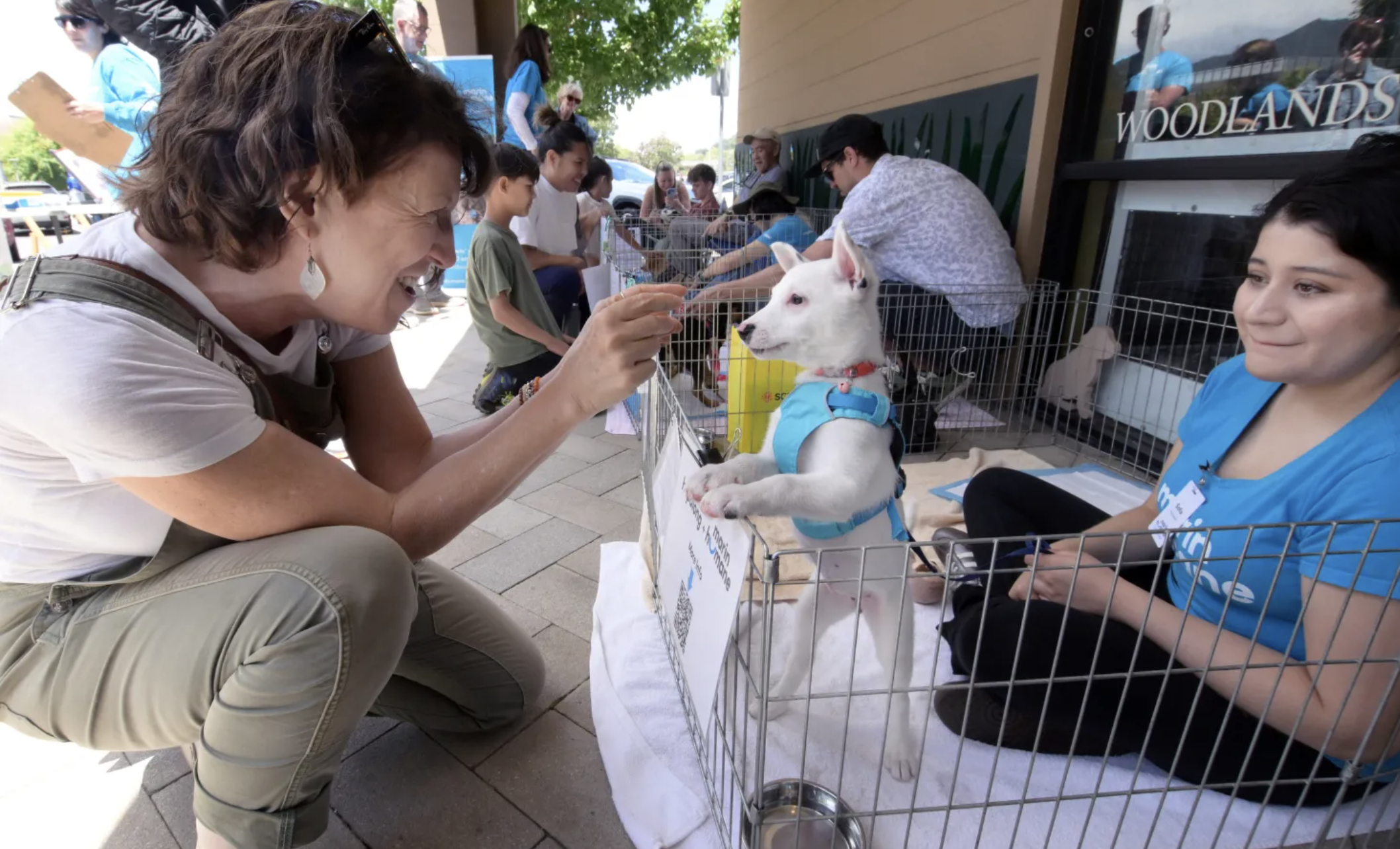 animal adoption event