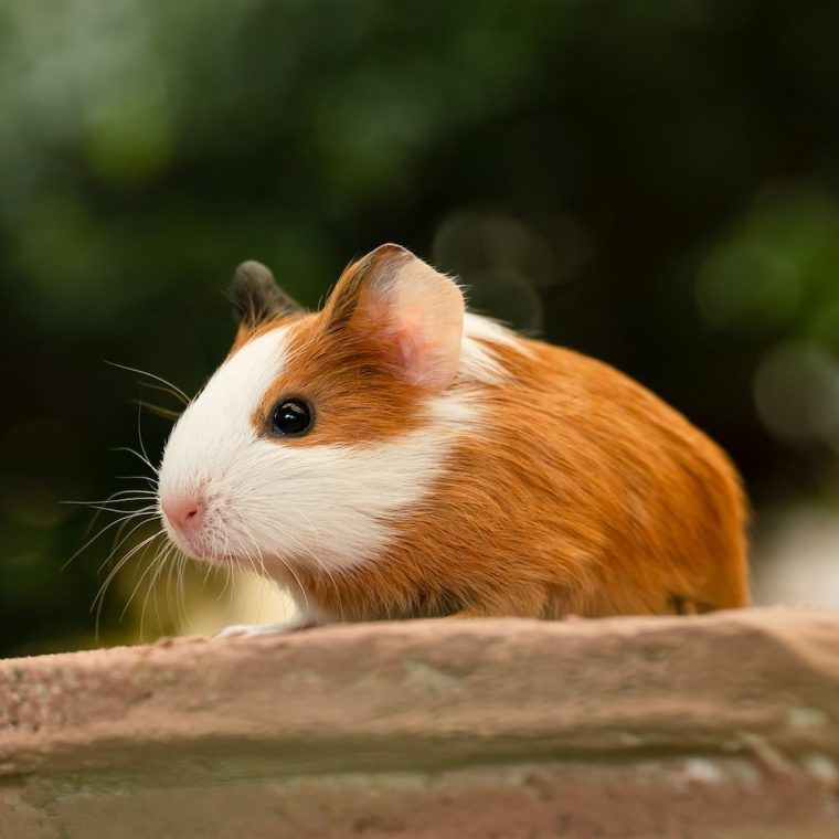 Guinea pig